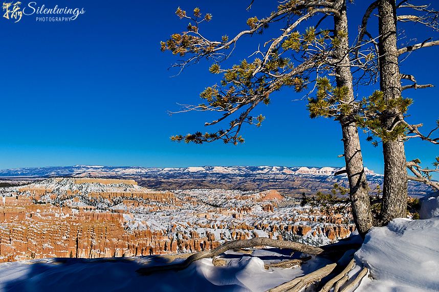 35, 2015, Bryce Canyon, f/2.5, Hoodoo, Landscape, Leica, Mountain, Silentwings Photography, Snow, Summarit-M, Tree, USA, Utah, Winter, Zion National Park