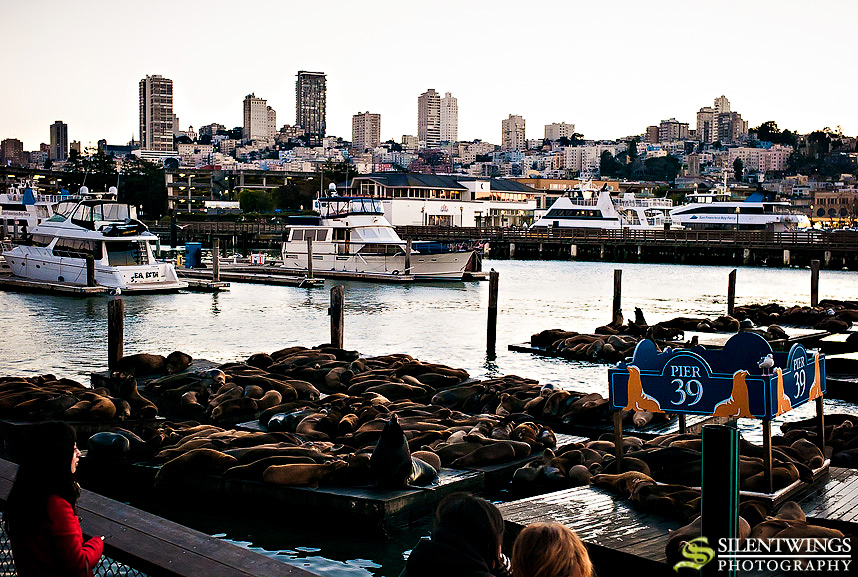 2013, CA, Fisherman's Wharf, Golden Gate Bridge, Landscape, Lombard Street, Palace of Fine Arts, Pier 39, Rainforest Cafe, San Francisco, Sea Lion, Silentwings Photography